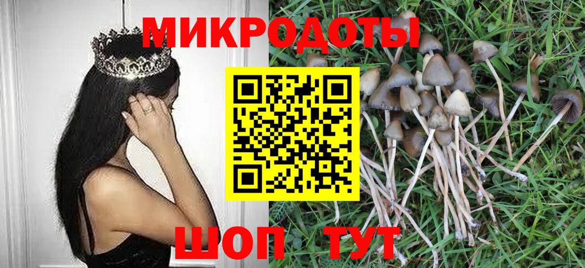Псилоцибиновые грибы Psilocybine cubensis Богданович